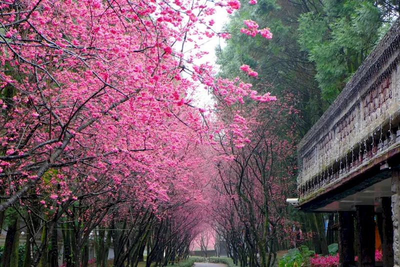 Du lịch Đài Loan mùa xuân hoa anh đào khoe sắc